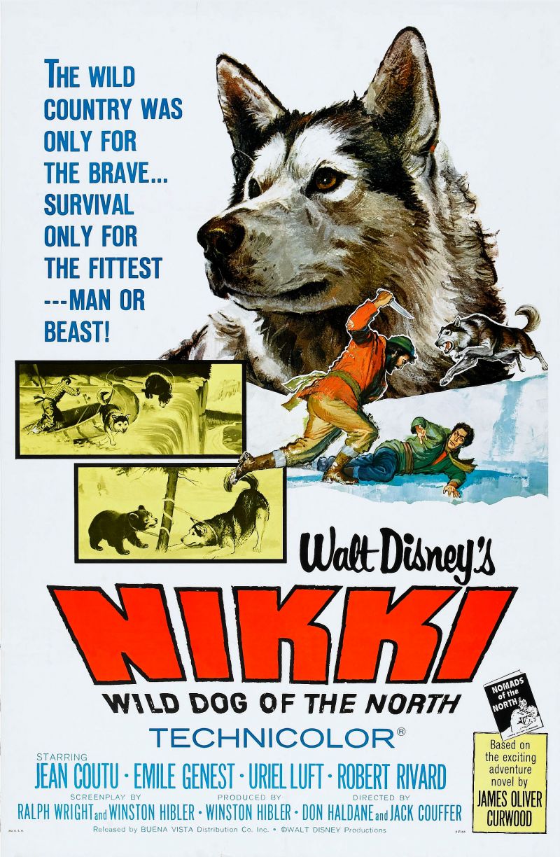 Nikki, Wild Dog of the North